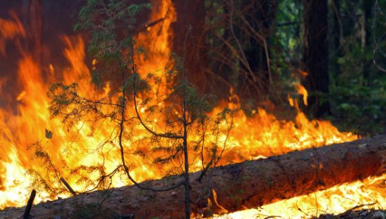 В Забайкалье продолжают гореть чуть более 13 тысяч га леса