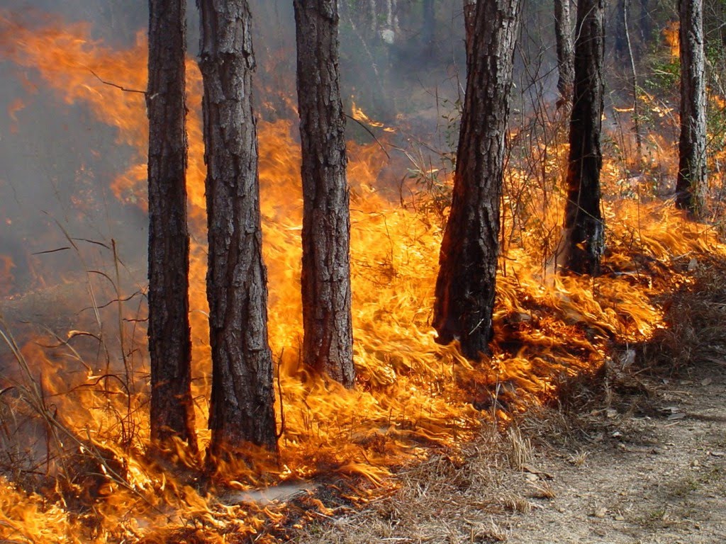 21 мая в Забайкалье действует 20 лесных пожаров