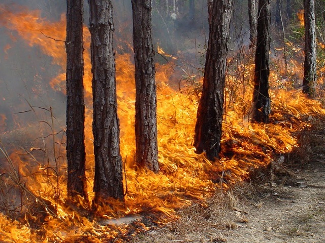 Пожары в Забайкалье: ламы подвели губернатора, а своих сил не хватает