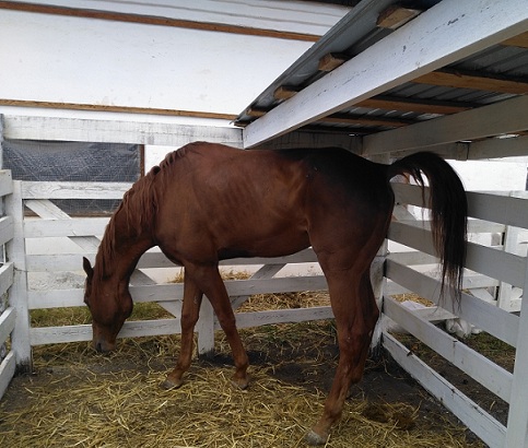Полиция после расследования «Вечорки» раскрыла схему нелегальной скупки коней