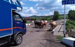 Телки и кобыла перекрыли трассу Нерчинск - Балей