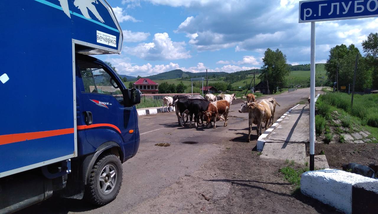 Телки и кобыла перекрыли трассу Нерчинск - Балей
