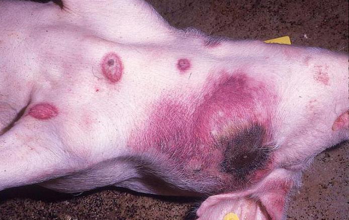 В китайском Шэньяне зарегистрирована вспышка африканской чумы свиней