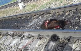 Бесхозных овец давят поезда в районе Зенитки