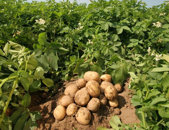 Забайкалкрайстат зарегистрировал снижение объемов сельхозпроизводства в Забайкалье