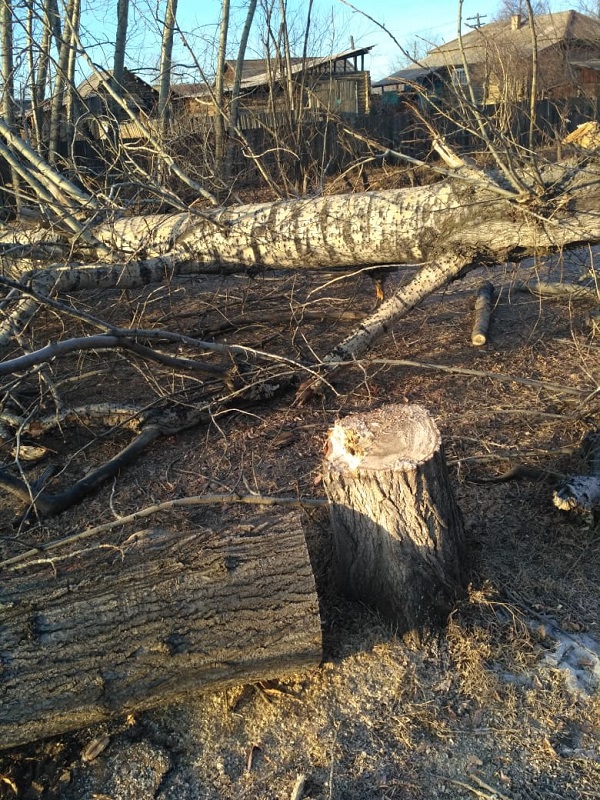 Глава села в Балейском районе вырубила 12 живых деревьев в парке