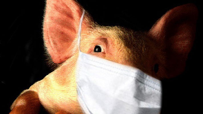 Результаты анализов подтвердили свиной грипп у студентов Читы