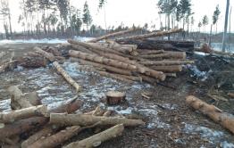 Минприроды не нашло нарушений в рубке леса в Акшинском районе