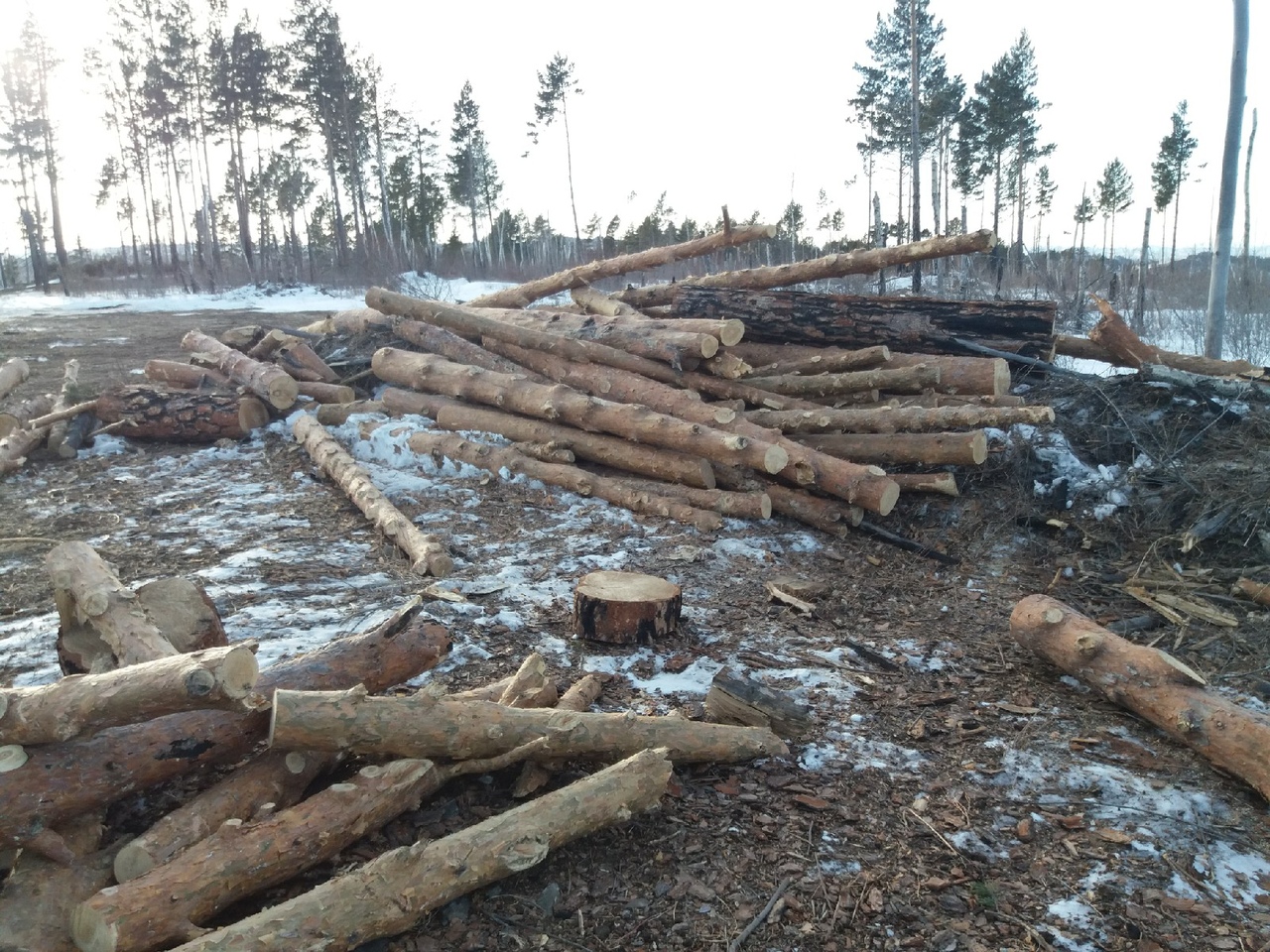 Минприроды не нашло нарушений в рубке леса в Акшинском районе