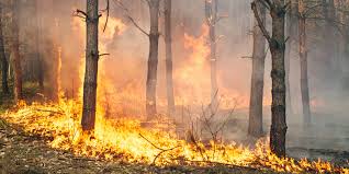 В Забайкалье в семь раз увеличилась площадь лесных пожаров