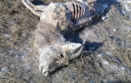 В Краснокаменском районе обнаружены 12 зараженных ящуром животных