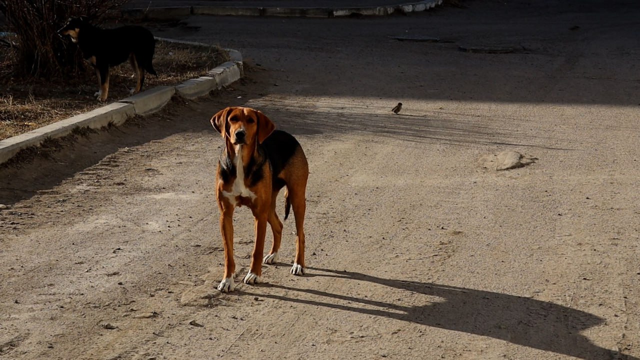 Собака напала на ребенка в Читинском районе
