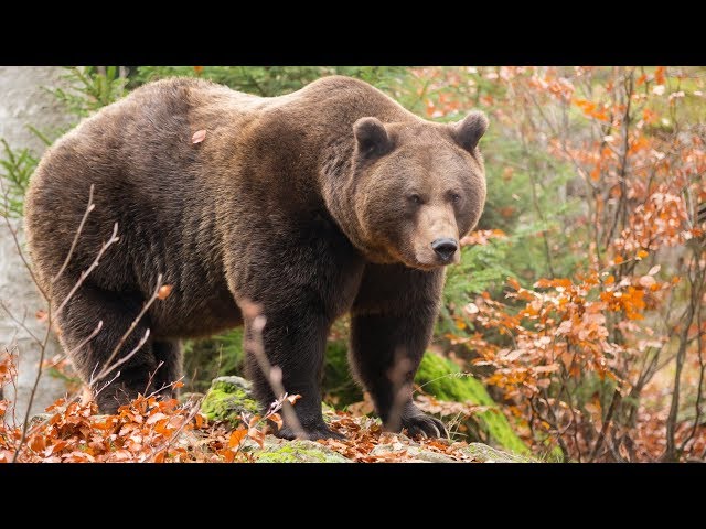 ​Забежавшего в Песчанку медведя застрелили