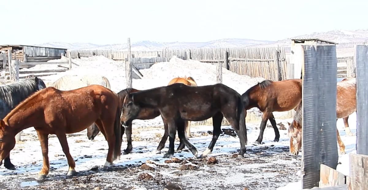 В Забайкалье задержаны конокрады, угнавшие 32 головы лошадей