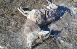 Дохлые дзерены обнаружены в степи под Борзей
