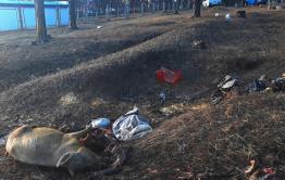 Свинью подложили в лес мкр. Северный