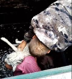 Собака попала в колодец на участке частного дома возле реки Никишихи в Забайкалье.. Местные жители спасли утопающую, отогрели и предложили выпить водки. 26 июля, 2022 год.