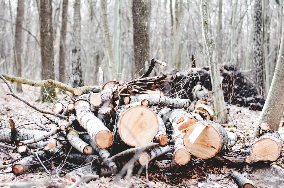 Забайкалец незаконно спилил 94 дерева и продал на дрова