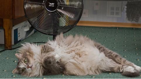 В Читу пришло лето: до 30 градусов тепла ожидается в выходные дни