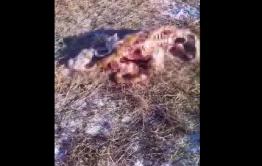 Волки продолжают атаковать чабанскую стоянку в Забайкалье — от молодого бычка практически ничего не осталось (видео)