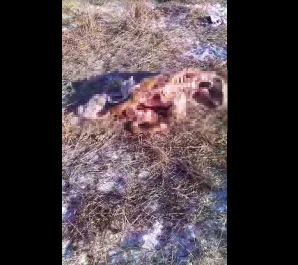 Волки продолжают атаковать чабанскую стоянку в Забайкалье — от молодого бычка практически ничего не осталось (видео)