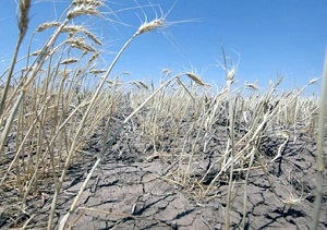 В Забайкалье из-за засухи пострадали 30 тыс.га зерновых культур