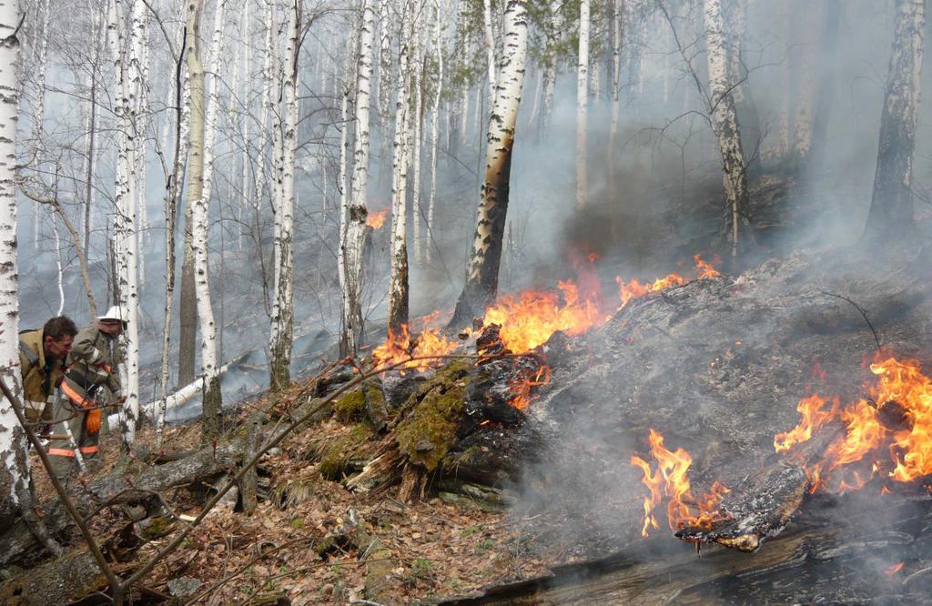 ​Забайкалье вошло в пятерку регионов с самой большой площадью лесных пожаров