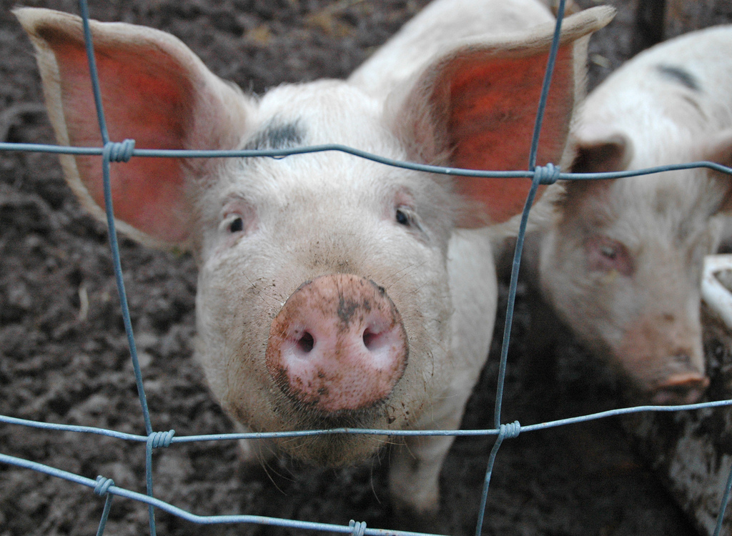 В Чите обнаружен очаг африканской чумы свиней