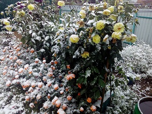 Заморозки в Забайкалье побили весь урожай и цветы