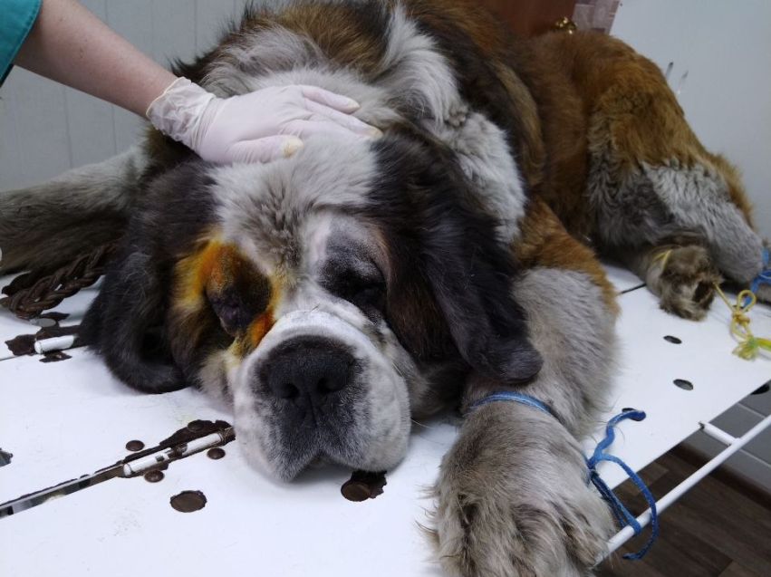 Ветеринары Забайкалья провели пластическую операцию старому сенбернару