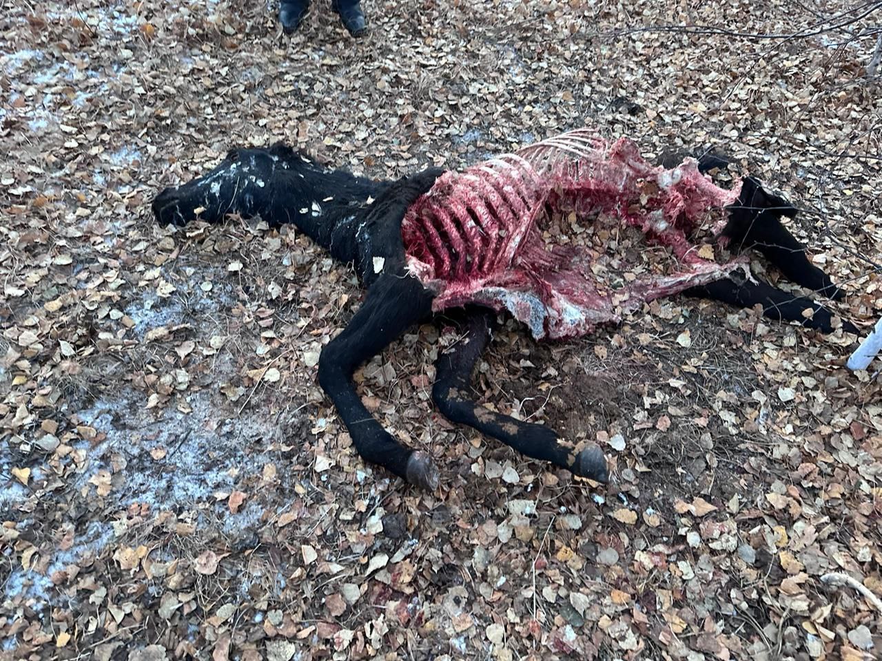 Лошадь, разорванную волками, нашли в Шилкинском районе