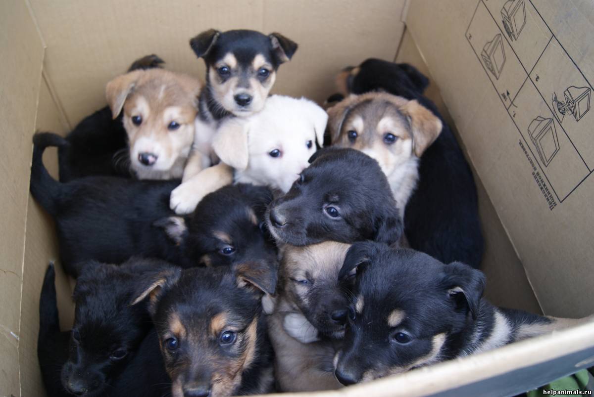 Жители КСК в Чите просят пристроить 10 щенят