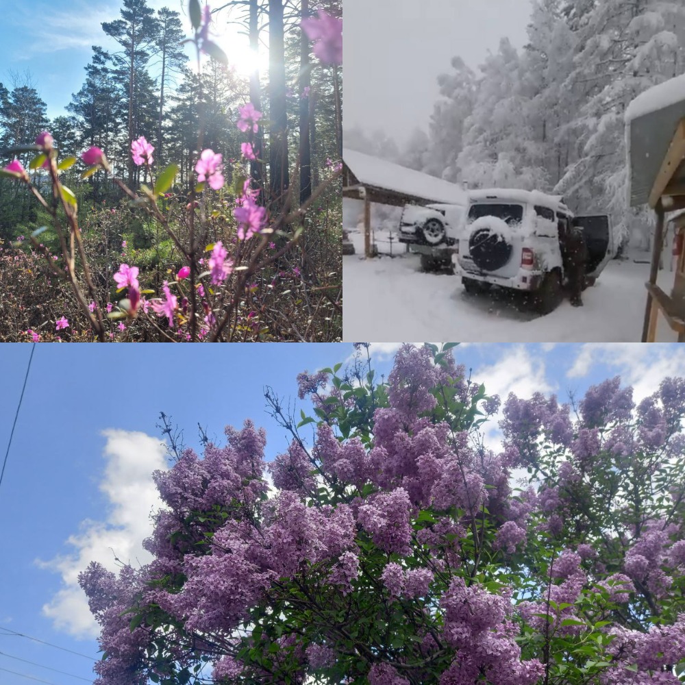 В Забайкалье расцвёл багульник, а утром выпал белый снег. На Донбассе снега нет, цветет сирень. 14 мая