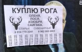 Цыгане в Забайкалье массово скупают рога диких животных