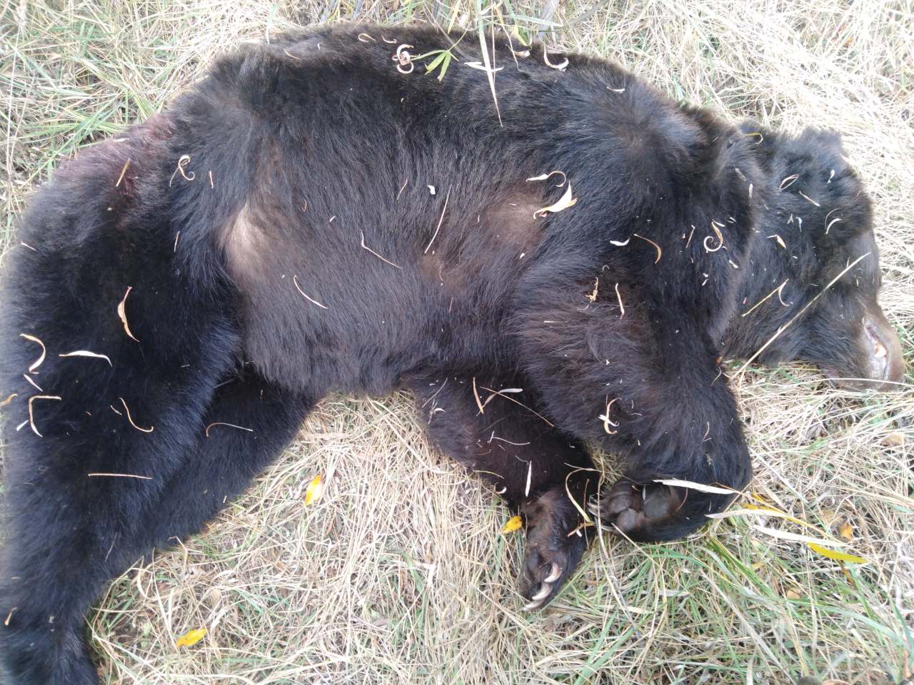 Убитый медведь в окрестностях села Токчин Дульдургинского района. 1 октября 2019 г.