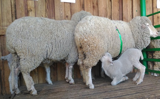 В Забайкалье утвердили новую программу овцеводства 