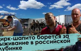Цирк-шапито «Звездный» остается в Чите. В Новосибирск едет только дрессировщик с тиграми.