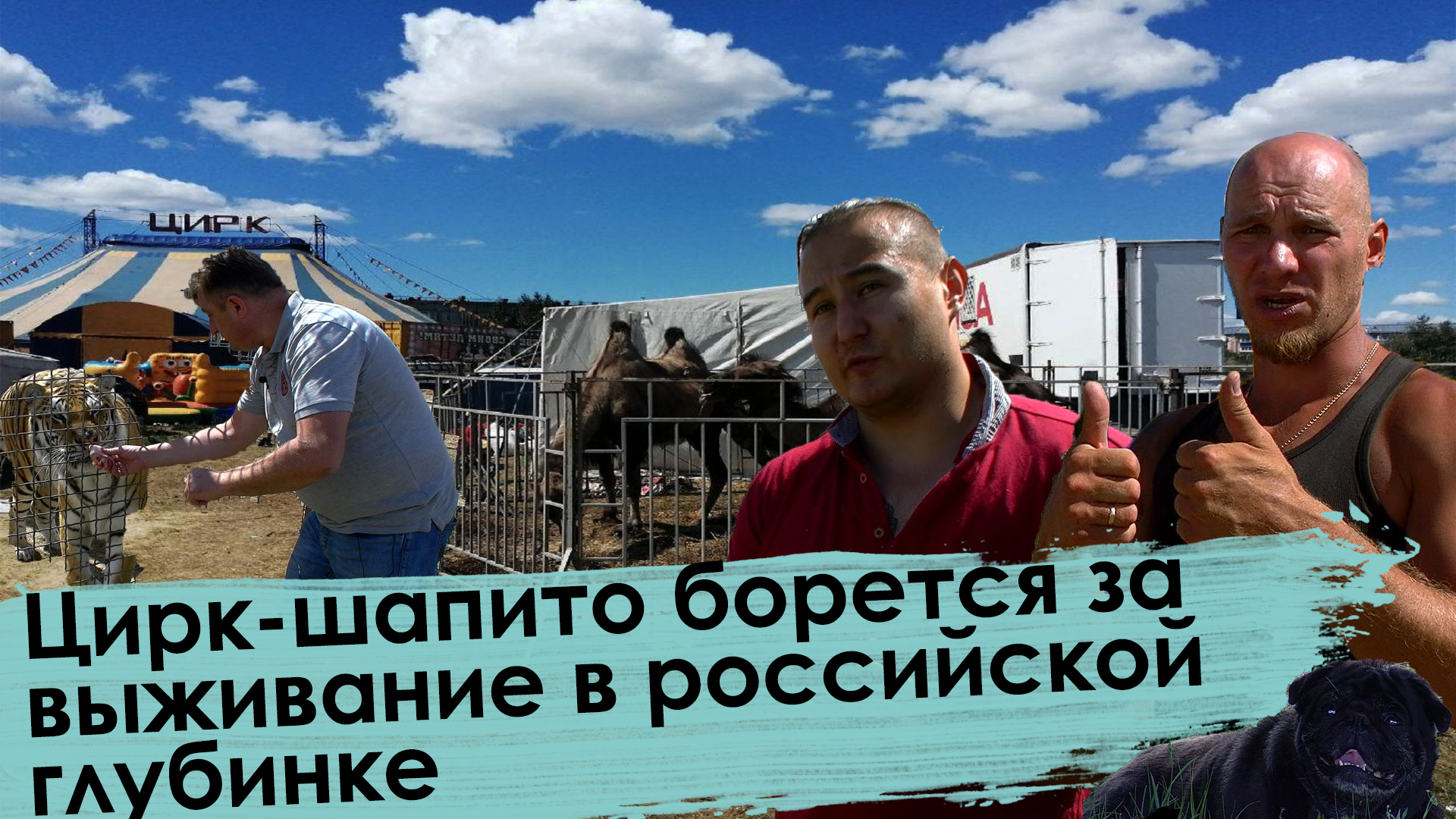 Цирк-шапито «Звездный» остается в Чите. В Новосибирск едет только дрессировщик с тиграми.