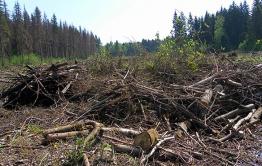 Все, что нужно знать о сборе валежника