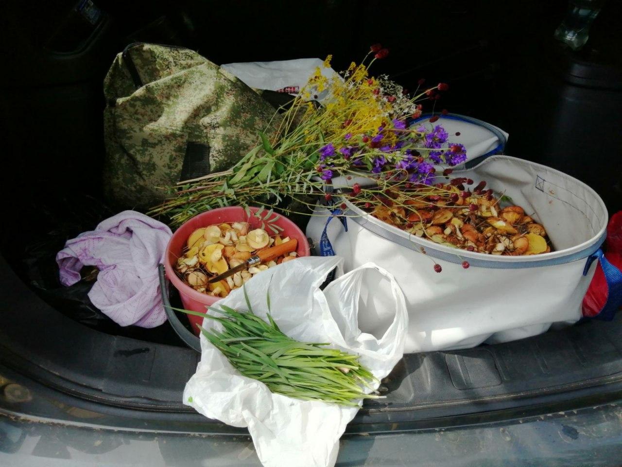 Какое лето в Заяблонье: грибы, цветы, мангыр и тряпка. 26.07.2020