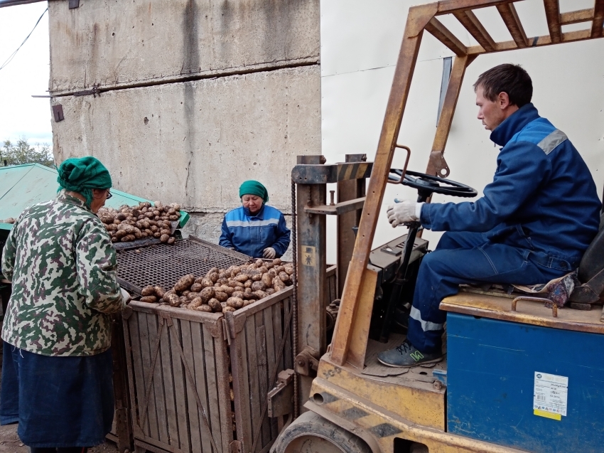 Свыше 3 тысяч тонн картофеля и 250 тонн овощей собрали в Забайкалье