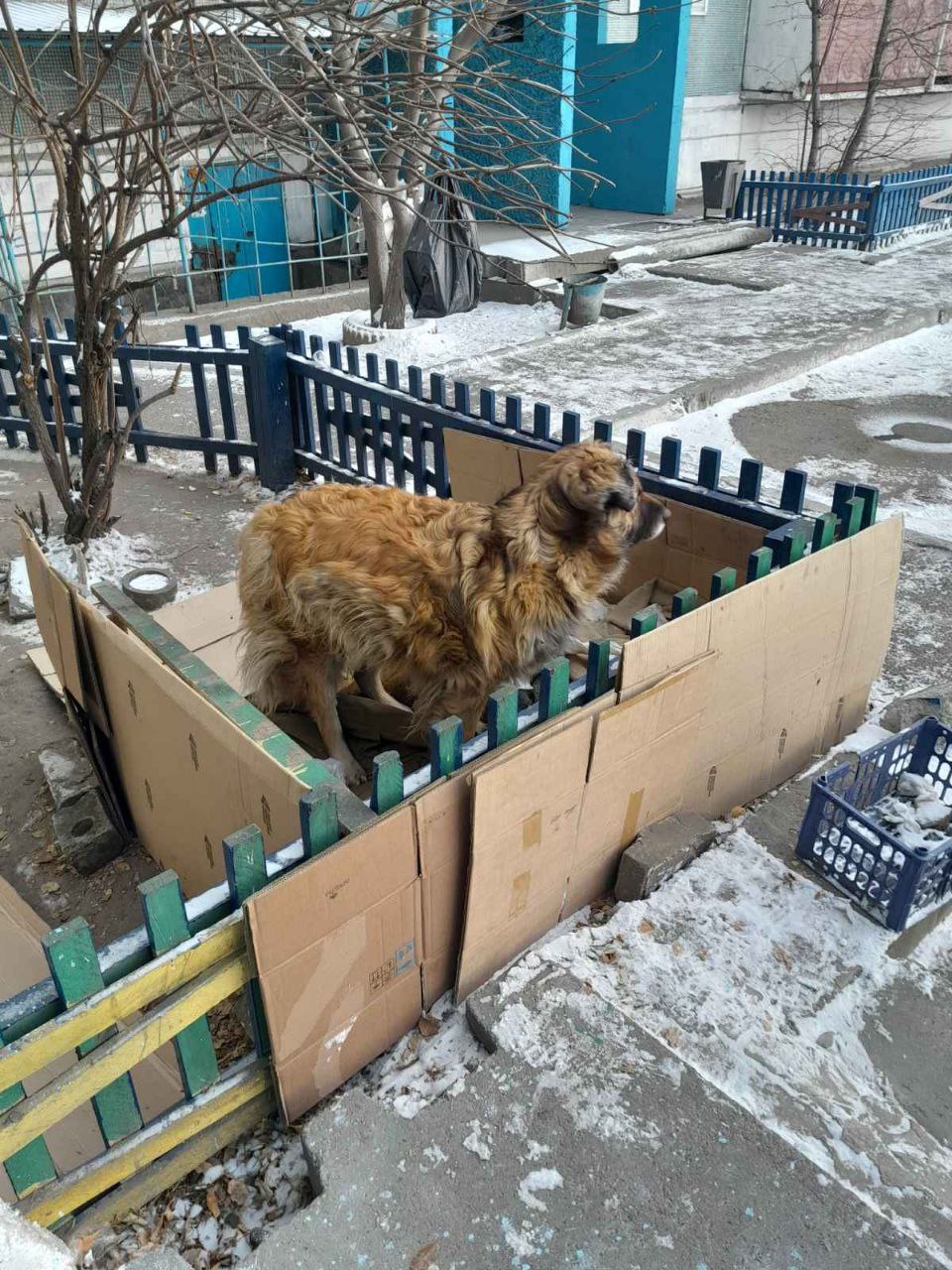 Читинка приручила агрессивных псов возле подъезда и построила им жилище