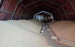 Забайкальский фермер планирует экспортировать зерно в Китай