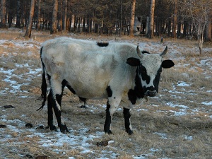 Красночикойский район: Судебные приставы у семьи отбирают последнюю корову