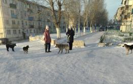 Жители Нерчинска пожаловались на бездомных собак