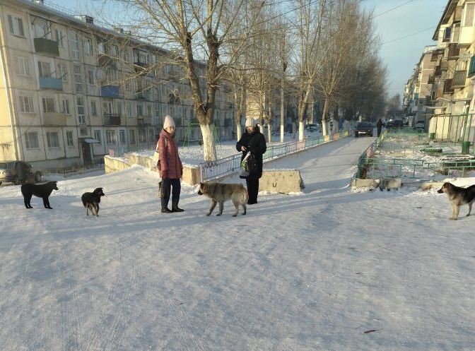 Жители Нерчинска пожаловались на бездомных собак