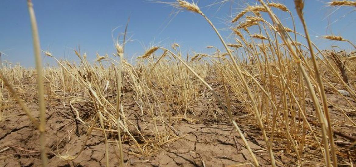 Три района Забайкалья ввели режим ЧС из-за засухи