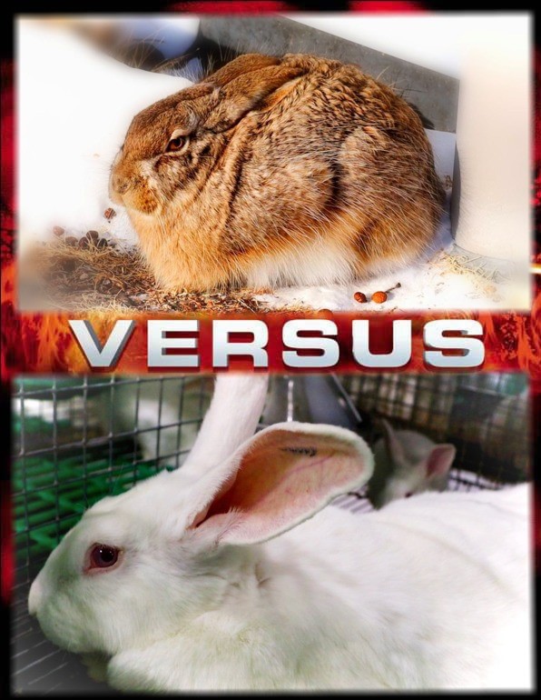 Заяц VS Кролик. Скоро на «Вечорке ТВ» (https://www.youtube.com/@vechorkaTV). Почувствуй разницу.