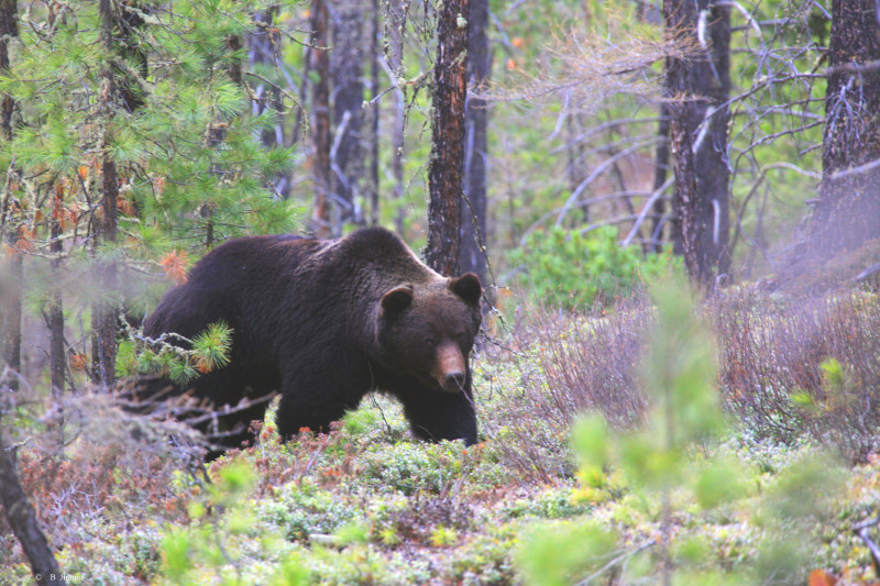 ​Жители Красночикойского района сообщают о нашествии медведей