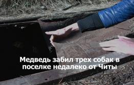 ​«ВечоркаТВ»: Медведь в Куке растерзал трех собак